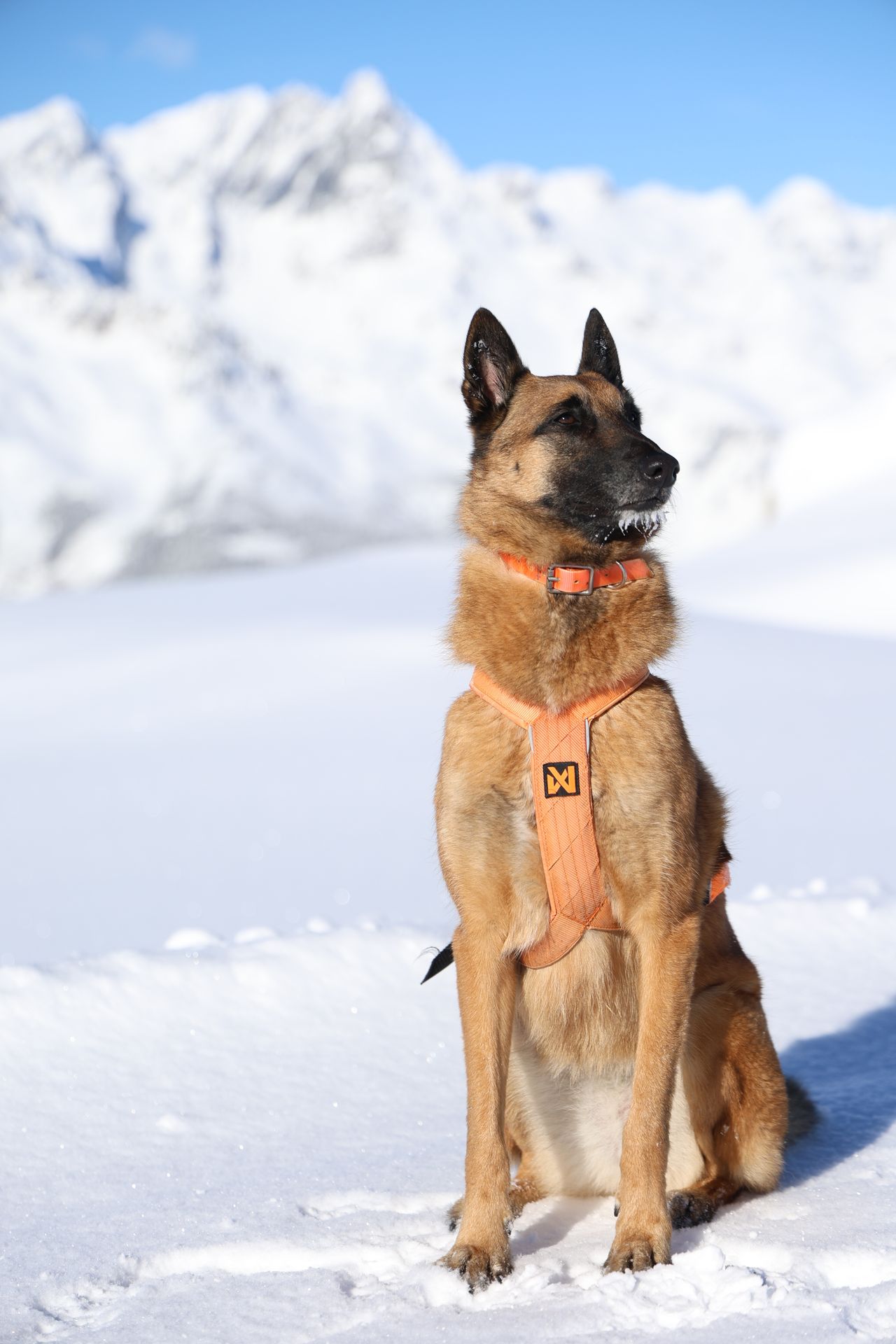 chien dans la neige