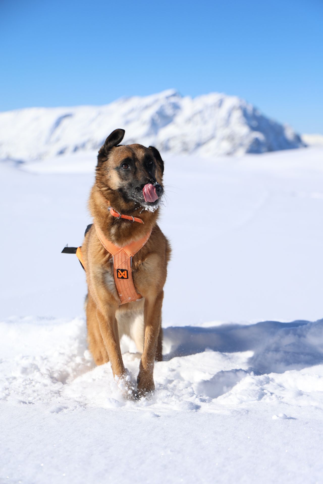 Chien dans la neige