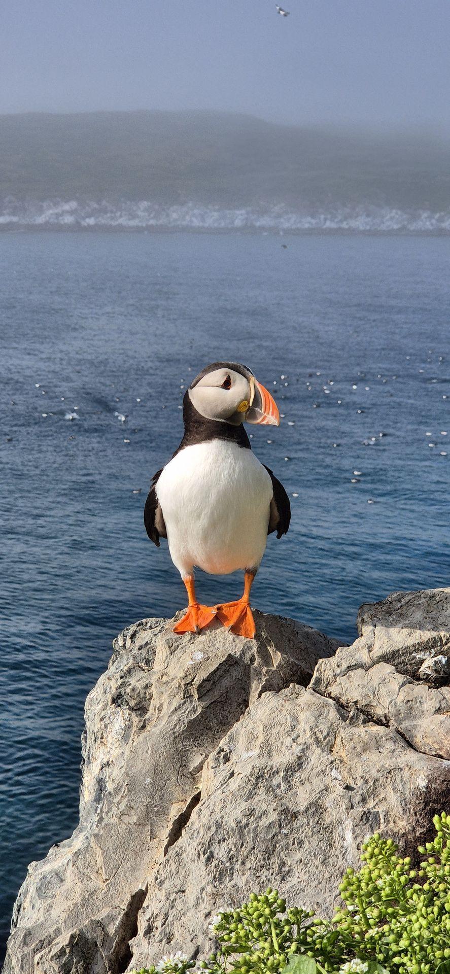 Macareux moine en Norvege