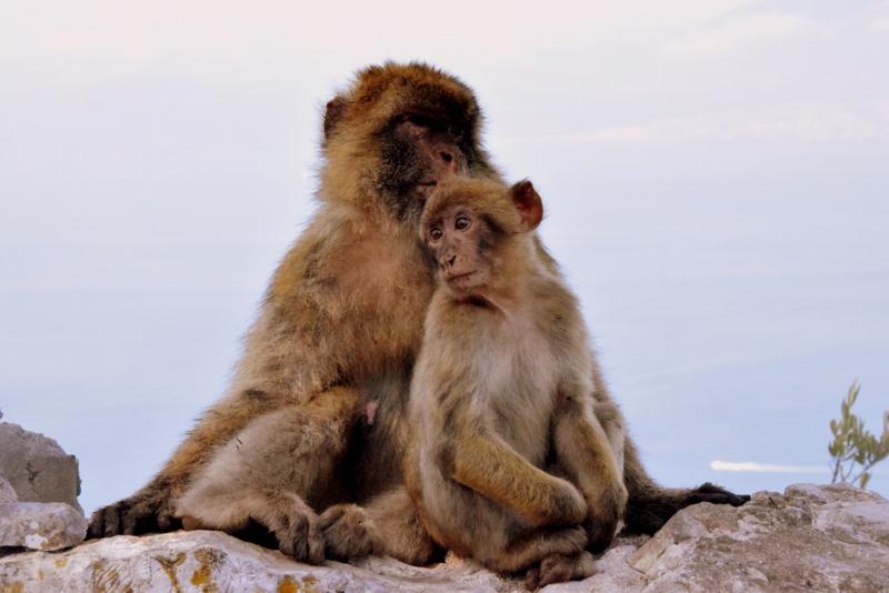 singe berbère a Gibraltar 
