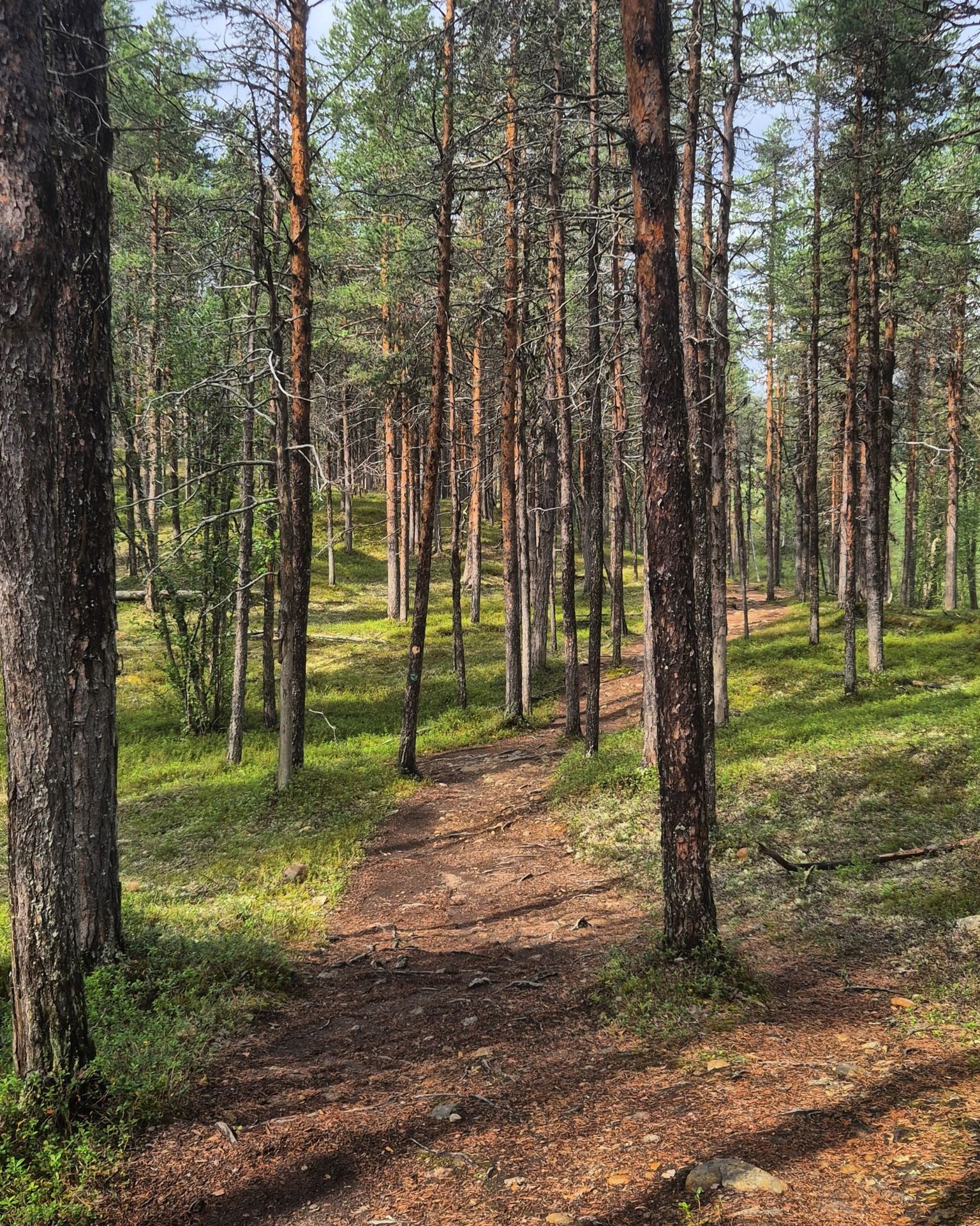 Oulanka national park
